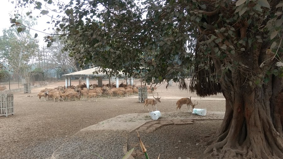 Deer Park (Madhusudan Park)
